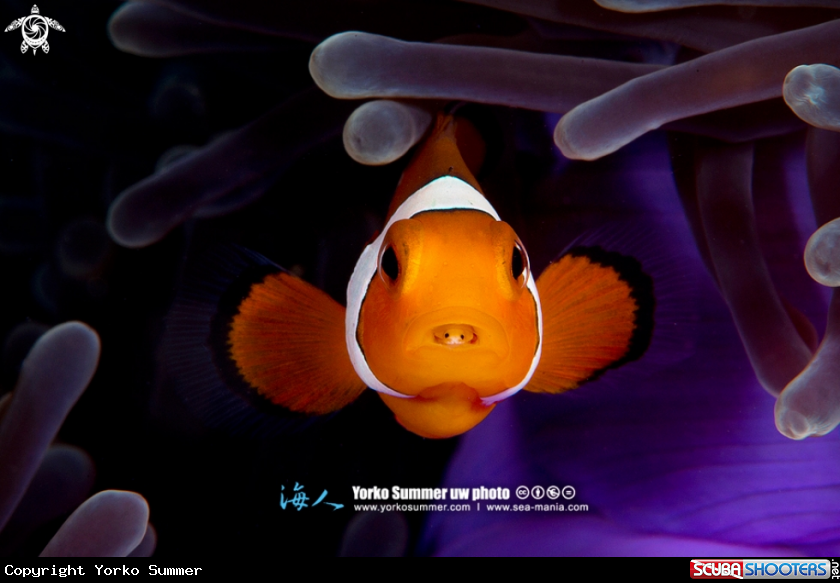 A Clown Anemonefish with Tongue Eater