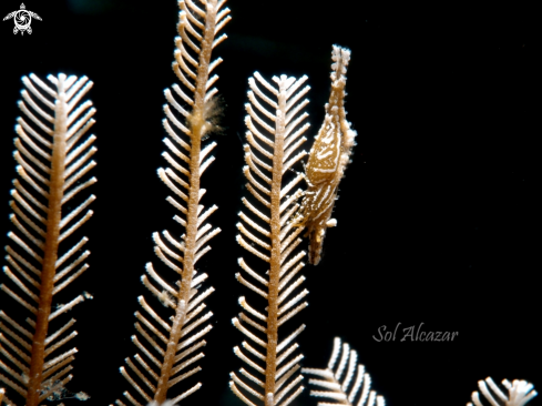 A hydroid with commensal shrimp
