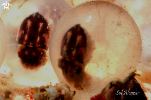 A cuttlefish eggs