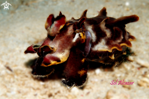 A Metasepia pfefferi | flamboyant cuttlefish