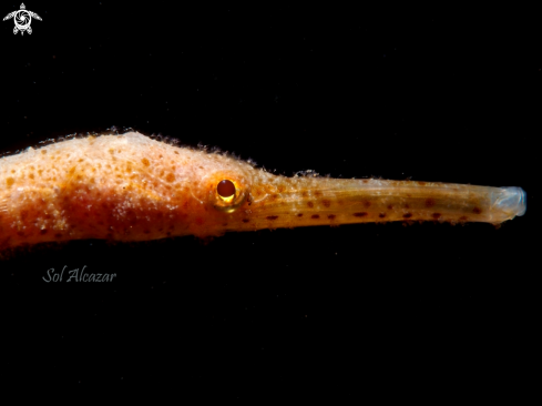 A Syngnathinae | pipefish