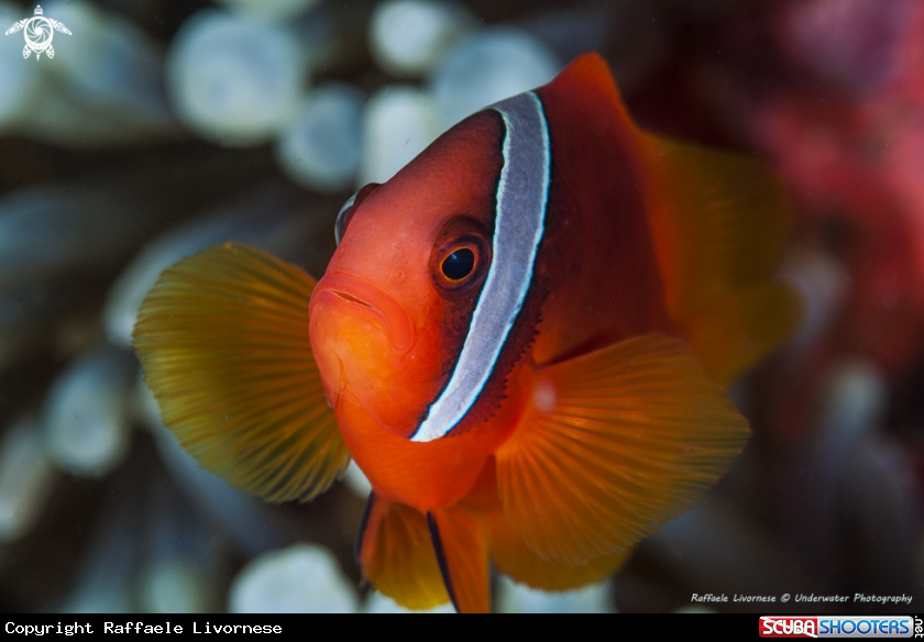A Nemo fish