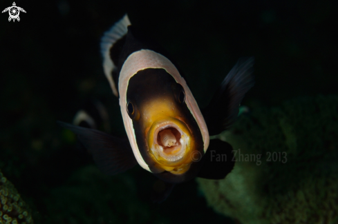 A Amphiprion polymnus | Nemo with tongue eater