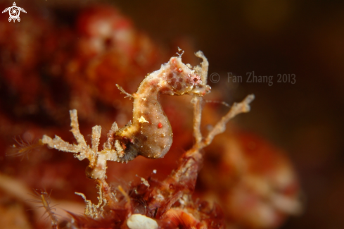 A Severn's pygmy seahorse | Severn's pygmy seahorse