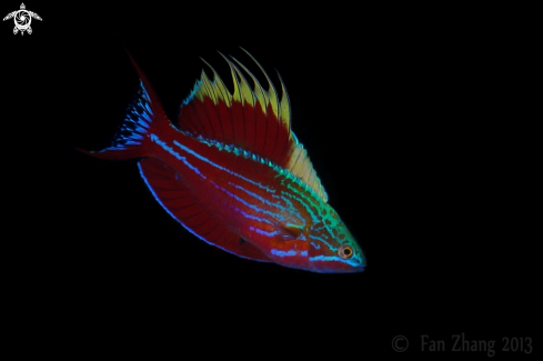A Flasher Wrasse | Flasher Wrasse