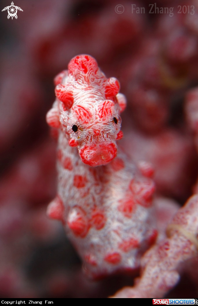 A Pygmy seahorse