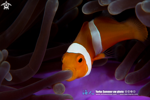 A Clown Anemonefish is swallowing a tentacle of anemone 