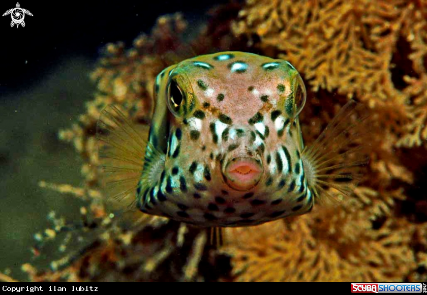 A reef fish box fish
