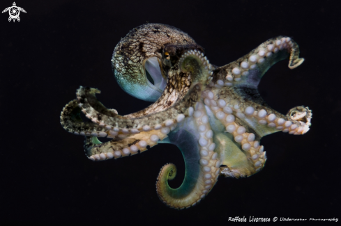 A Octopus vulgaris | Octopus vulgaris