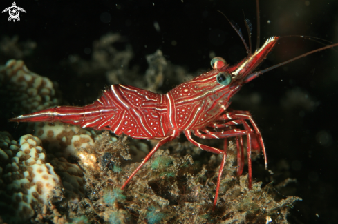 A Lysmata wurdemanni complex | Peppermint Shrimp