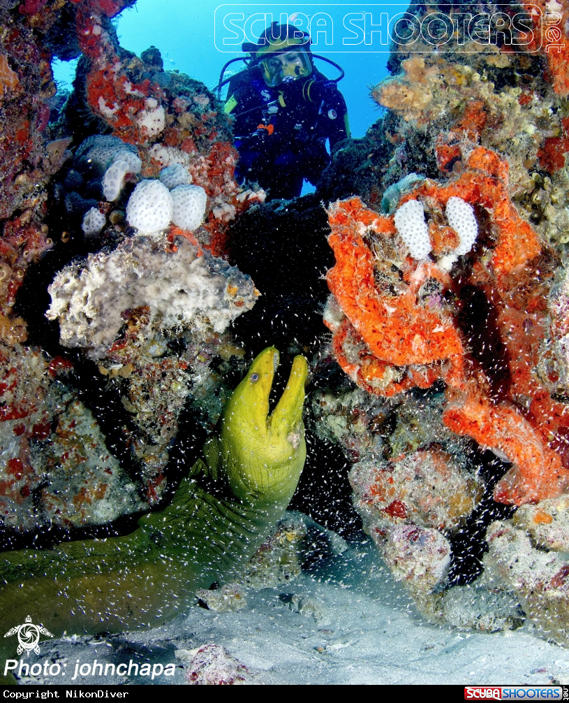 A Moray Eel & Diver