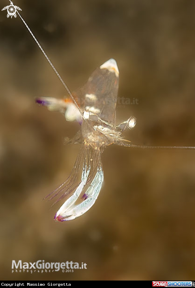 A anemon shrimp