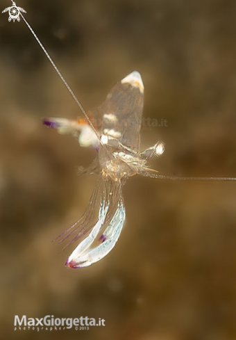 A anemon shrimp