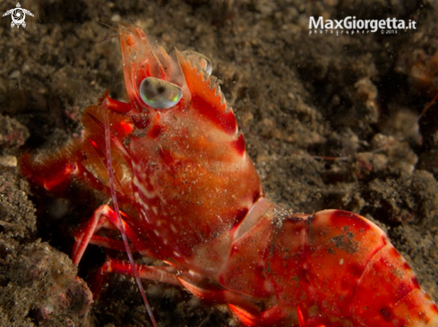 A red shrimp