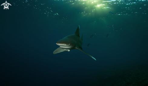 A Longimanus shark | Longimanus