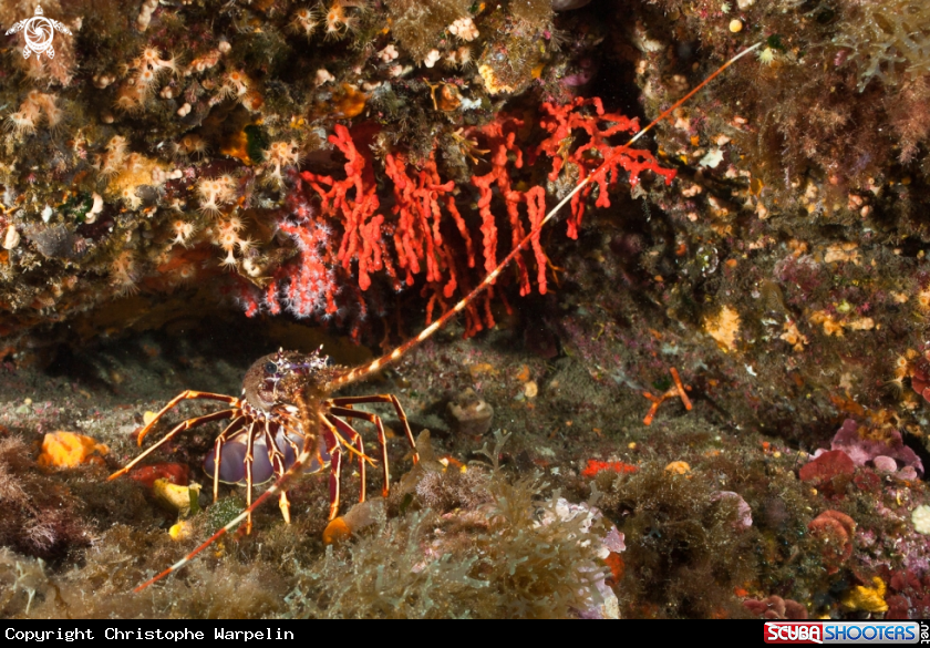 A Mediterranean lobster[