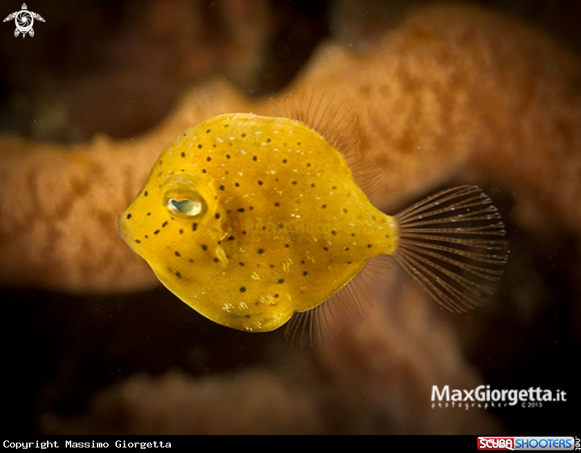 A juvenile Filefish