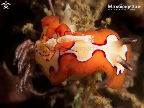 A Emperor shrimp up Goniobranchus fidelis | nudibranch