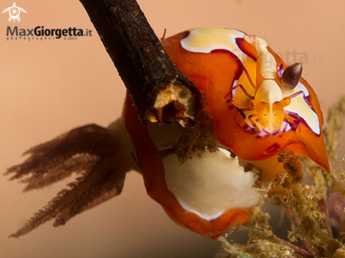 A Emperor shrimp up Goniobranchus fidelis | nudibranch