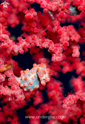A pygmy seahorse