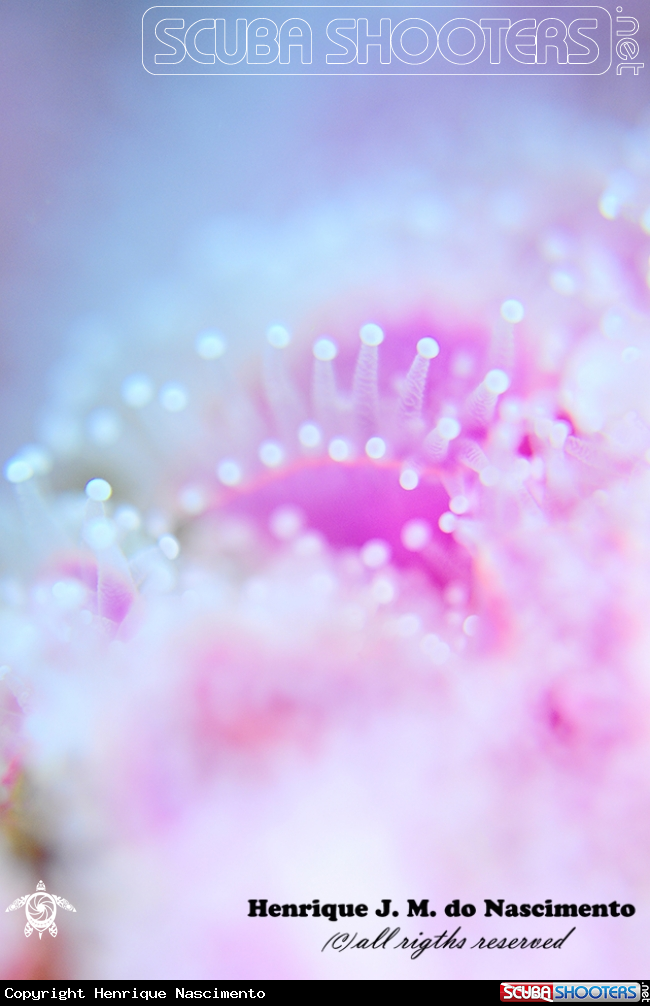 A anemones