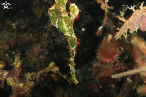 A Solenostomus halimeda | Halimeda Ghost Pipefish