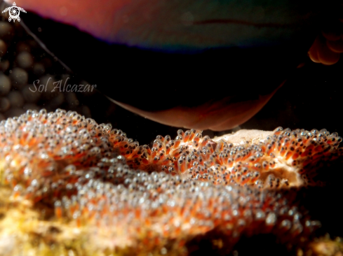 A anemone fish | anemonefish