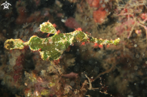 A Solenostomus halimeda | Halimeda Ghost Pipefish