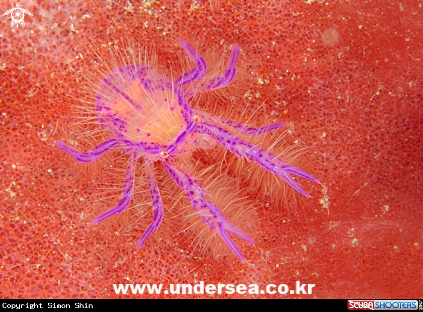 A Pink Hairy Squat Lobster