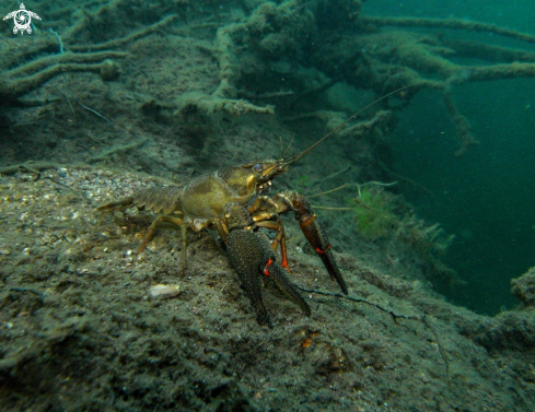 A freshwater crayfish