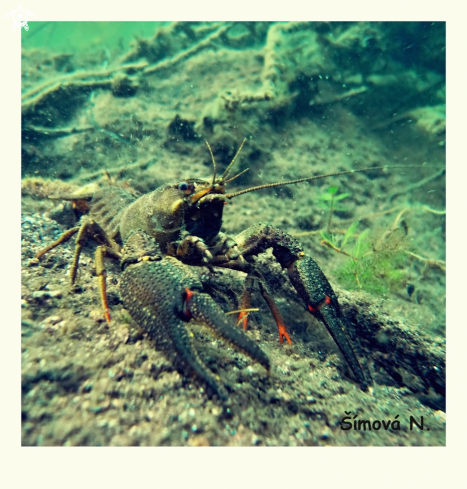 A freshwater crayfish 