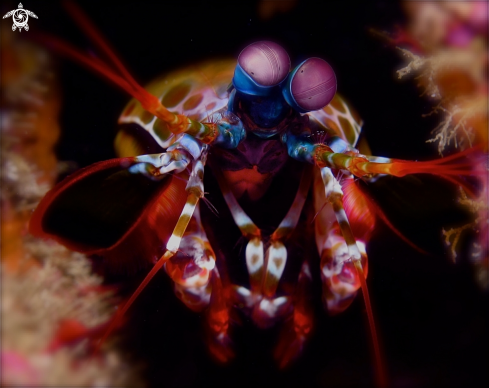 A Odontodactylus Latirostris | Mantis Shrimp