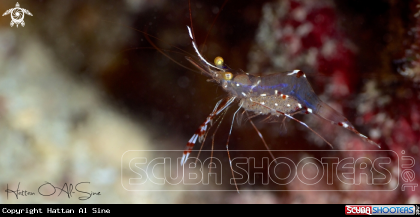 A Cave Cleaner Shrimp