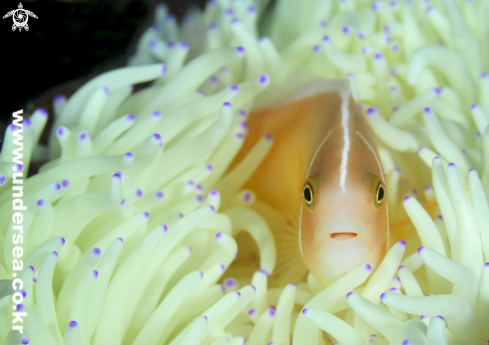 A anemone fish