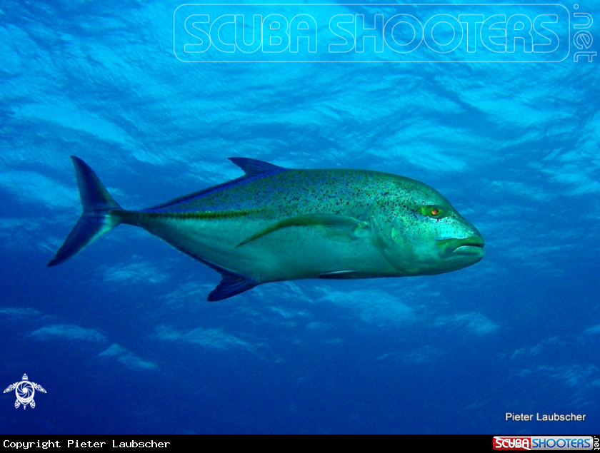A Bluefin Kingfish