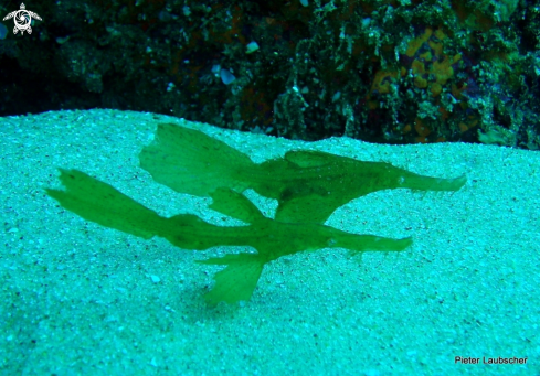A Solenostomus cyanopterus | Seagrass ghost pipefish