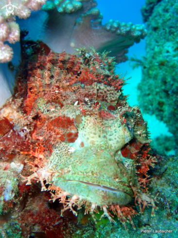 A Scorpaenopsis venosa  | Raggy scorpionfish