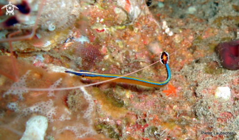 A Doryrhamphus excisus | Pacific Bluestripe pipefish