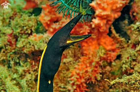 A ribbon eel