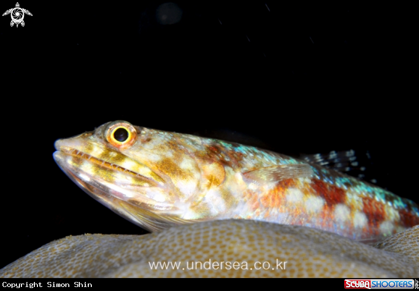A lizard fish