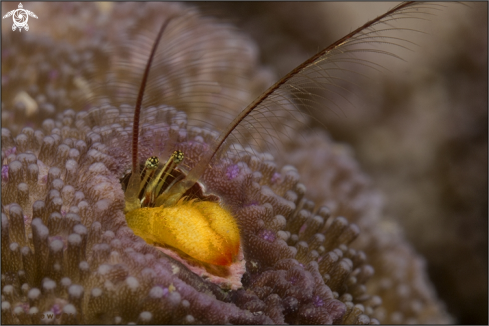 A Paguritta cf corallicola  | Coral residing hermit crab 