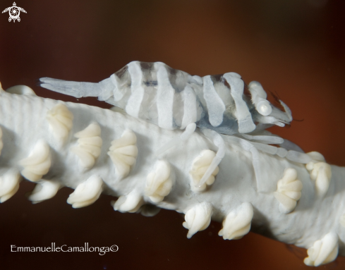 A symbiotic shrimp with eggs