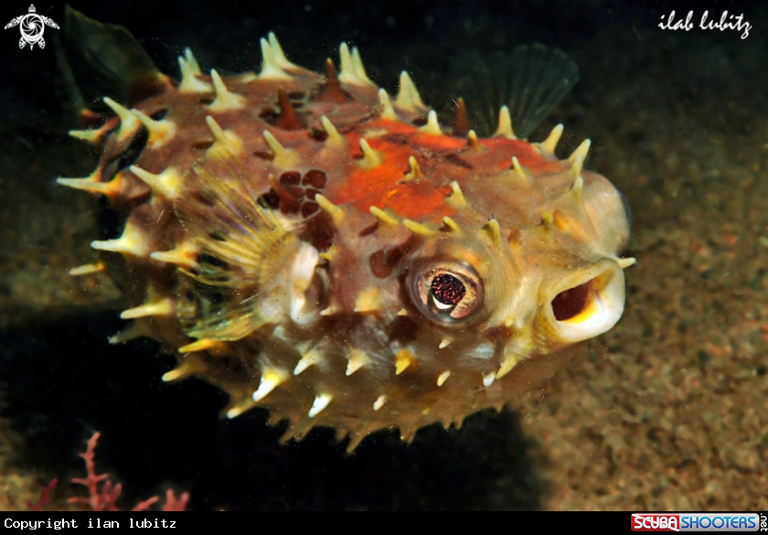 A reef fish  puffer