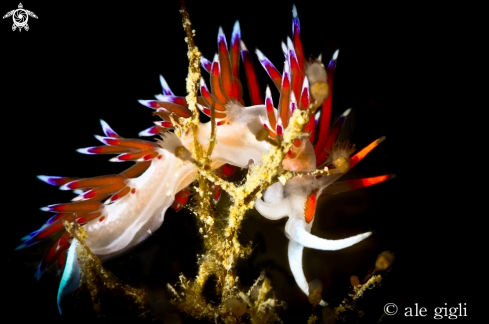 A nudibrancs