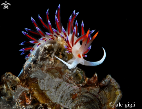 A cratena peregrina | nudibrancs