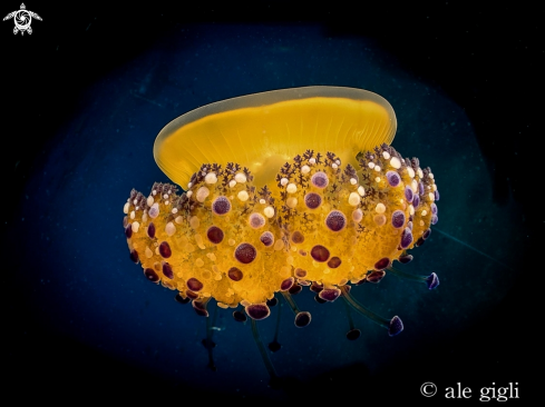 A cothilorzza tubercolata | medusa