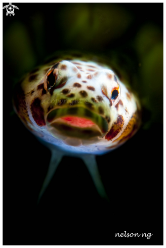 A Lizard fish