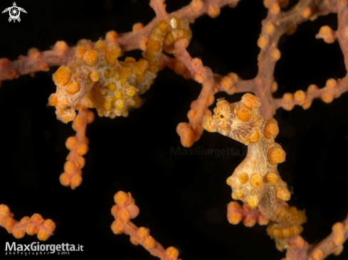 A Hippocampus bargibanti (yellow forms) | yellow pigmy sea horse 