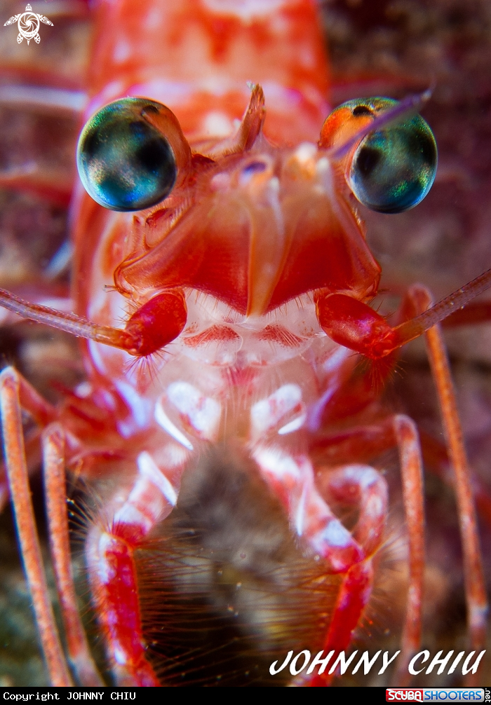 A Mechanical Shrimp