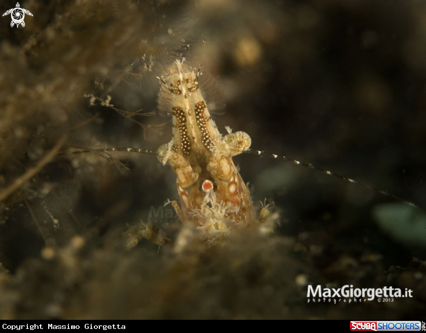 A Marble shrimp